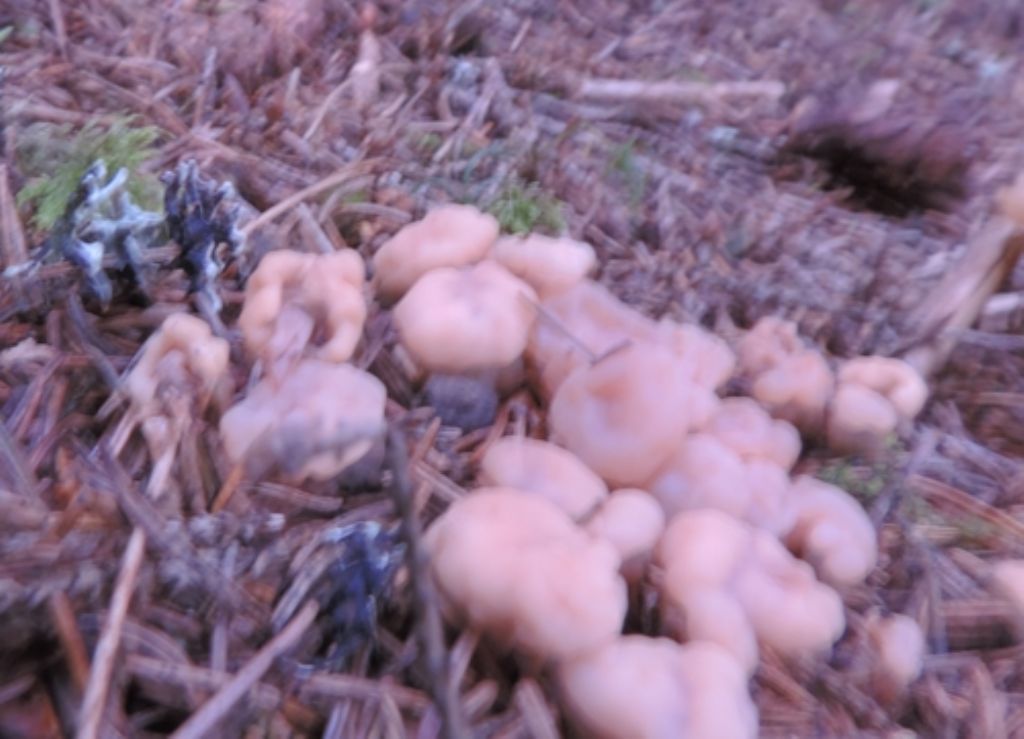 Piccolini e sbiaditi